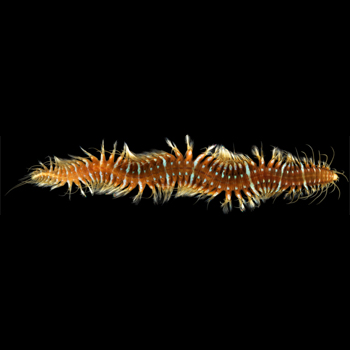 Imagen de un ejemplar de Oxydromus flexuosus / Arne Nygren (MNCN-CSIC)