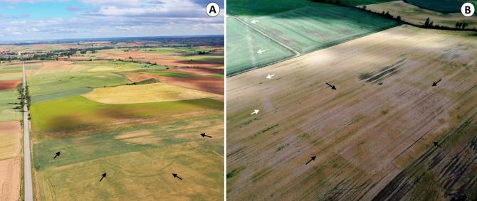 Fotografías aéreas del campamento de Tortolondro (negro) (A), de la calzada romana (blanco) y del campamento (negro) de Quintanilla de Riofresno. (Foto: romanarmy.eu)