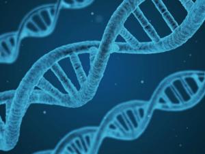 La mayoría de los genetistas considera que la inteligencia es un rasgo que depende en un 50 por ciento de los genes y en un 50 por ciento del ambiente. / qimono (PIXABAY)