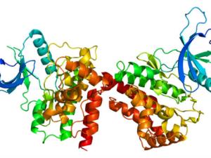 Structure of the JAK2 protein. / Emw (WIKIMEDIA, CC BY-SA 3.0)