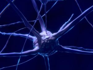 ¿Mueren las neuronas al envejecer? La ciencia dice ahora que no. / ColiN00B (PIXABAY)