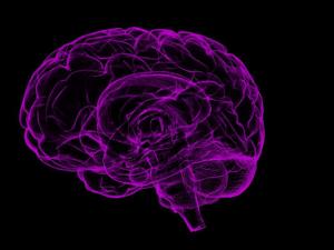 Descubren una proteína clave en el desarrollo del autismo