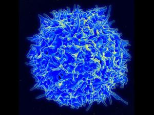 Micrografía de un linfocito T humano (también llamado célula T) del sistema inmune de un donador sano. / NIAID/NIH (WIKIMEDIA)