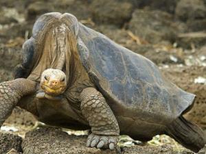 Este ejemplar de Tortuga Gigante de la Isla de Pinta (Chelonoidis nigra abingdoni), llamado el Solitario Jorge, murió en 2012. / Arturo de Frias Marques (WIKIMEDIA)