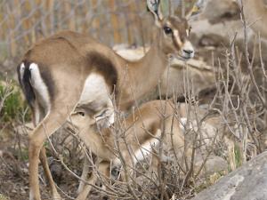 La primera generación tunecina de gacelas de Cuvier ya habita el Parque Nacional Jebel Serj