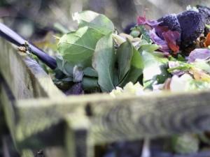 garden-g2a5cd4a62_1