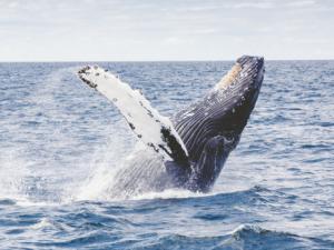Ballena