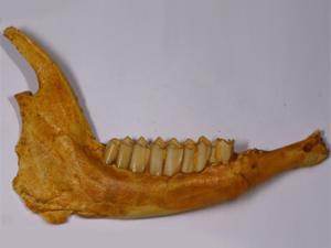 Mandíbula de gacela. / Jorge Morales (MNCN)