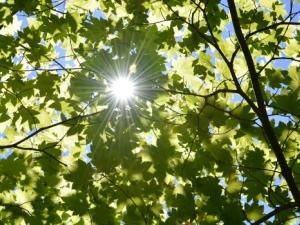 sun-g9ca21d7f1_12
