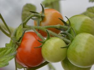 De la huerta a la puerta. Hacia nuevos sistemas de producción sostenibles