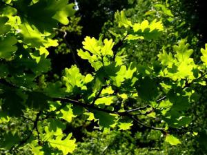 El cambio climático afecta a la competencia entre roble y haya