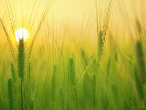 Published the most extensive analysis on the biological traits of food species 