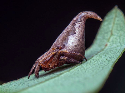 Eriovixia gryffindori / Sumukha J. N.