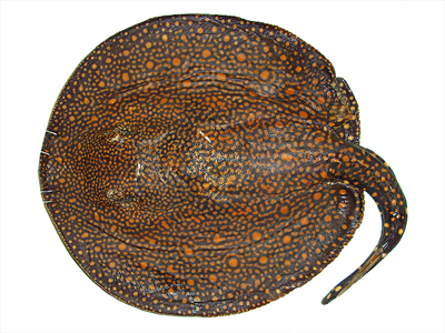 Imagen dorsal y ventral de <i>Potamotrygon rex</i>. Localidad: Brasil. / Marcelo
R. de Carvalho 